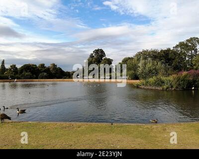 Le lac de quarante Hall à Enfield, Londres. Canards et cygnes au bord du lac. Banque D'Images