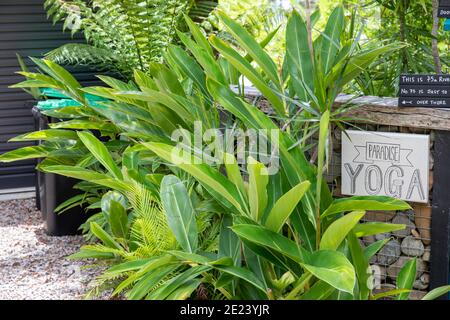 Entrée au yoga Paradise avec des plantes de gingembre Shell qui poussent autour du Porte, Sydney, Australie Banque D'Images