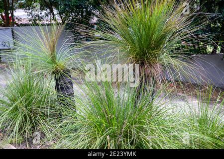 Xanthorrhoea australis communément connu comme garçons noirs croissant dans un Sydney Garden, Nouvelle-Galles du Sud, Australie Banque D'Images