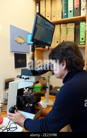 11 janvier 2021, Baden-Wuerttemberg, Neuenbürg: La vétérinaire Sandra Lechleiter évalue l'écouvillon muqueux d'un poisson rouge au microscope dans sa pratique. Lechleiter est l'un des rares vétérinaires de poissons en Allemagne. En tant que telle, elle a souvent à s'asseoir dans la voiture pendant des heures et puis obtient de traiter les parasites, les bactéries et les problèmes intestinaux de ses patients squameux. Photo: Uli Deck/dpa Banque D'Images