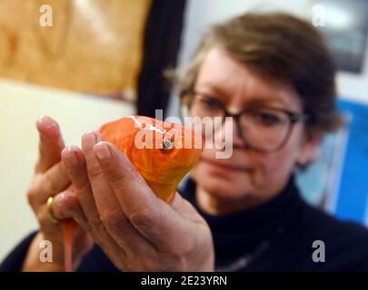 11 janvier 2021, Bade-Wurtemberg, Neuenbürg: La vétérinaire Sandra Lechleiter effectue un examen clinique sur un poisson rouge anesthésié dans sa pratique selon des critères visuels. Lechleiter est l'un des rares vétérinaires de poissons en Allemagne. En tant que telle, elle a souvent à s'asseoir dans la voiture pendant des heures et puis obtient de traiter les parasites, les bactéries et les problèmes intestinaux de ses patients squameux. Photo: Uli Deck/dpa Banque D'Images