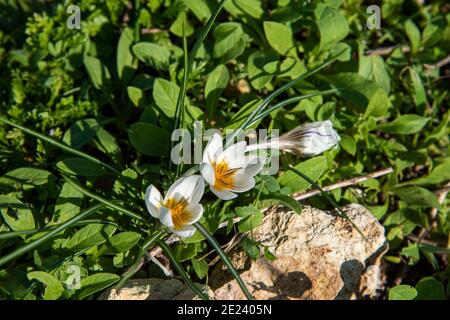 White Crocus hyemalis, Winter Crocus Grow outdoor dans le sous-district de Haïfa, Mont Carmel, Israël. Photo de haute qualité Banque D'Images