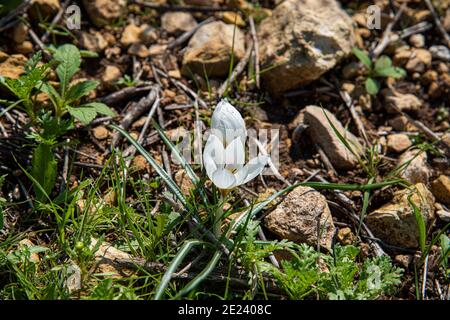 White Crocus hyemalis, Winter Crocus Grow outdoor dans le sous-district de Haïfa, Mont Carmel, Israël. Photo de haute qualité Banque D'Images