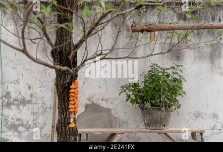 Guirlande de fleurs Marigold traditionnelle thaïlandaise accrochée sur l'arbre à côté du mur de la maison qui est une croyance dans les choses sacrées de la foi asiatique. Sélection Banque D'Images