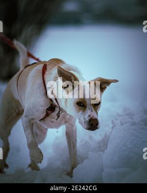 Photo verticale d'un chien de dingue sur une laisse, marche en plein air sur la neige Banque D'Images