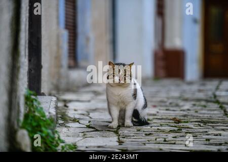 Katze, Pano Lefkara, Bergdorf Republik Zypern Banque D'Images
