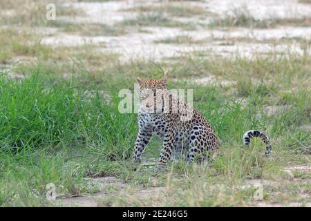 Léopard (Panthera pardus). Sur le point de partir après avoir bu d'un trou d'eau. Visible sur l'herbe verte verdante de saison humide. Botswana. Afrique. Banque D'Images