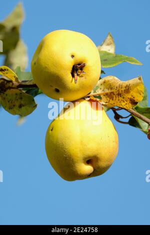 Quince 'Bereczki'. Cydonia oblonga Bereczki. Fruit mûr sur l'arbre imn début automne. Banque D'Images