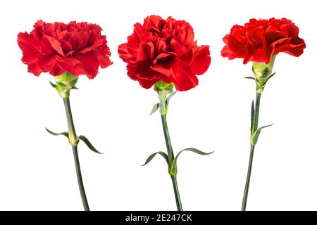 Fleurs d'œillets rouges isolées sur fond blanc Banque D'Images