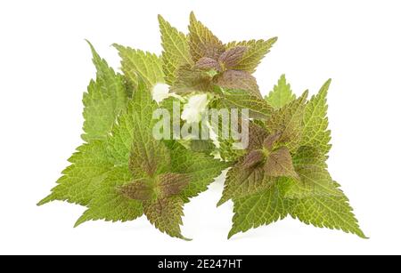 Blanc Dead nettle (album de Lamium), isolé sur fond blanc. Banque D'Images