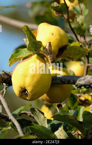Quince 'Bereczki'. Cydonia oblonga Bereczki. Fruit mûr sur l'arbre imn début automne. Banque D'Images