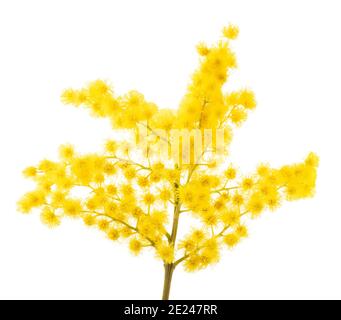 Mimosa (eau d'argent) plate-forme isolée sur fond blanc. Banque D'Images