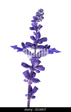 Mealycup sage flower isolated on white background Banque D'Images