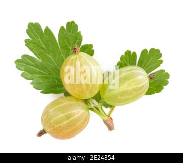 Groseille (Ribes uva-crispa) isolée sur fond blanc Banque D'Images