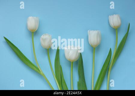 Bouquet de tulipes blanches sur fond bleu. Fleurs de printemps blanches. Carte de vœux à motif fleuri vierge. Fond de ressort délicat floral.espace de copie Banque D'Images