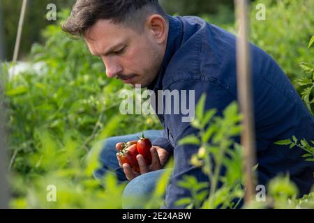 Homme sur un patchwork de légumes cueillant des tomates Banque D'Images