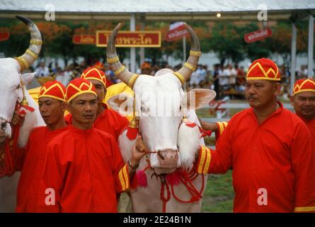 La cérémonie royale de labourage est un ancien rituel de Brahman qui se tient chaque année à Bangkok à Sanam Luang, en face du Grand Palais. L'événement est exécuté pour obtenir un démarrage propice à la saison de croissance du riz. Le champ de Sanam Luang est semé de graines bénies par le roi. Les agriculteurs collectent ensuite les graines pour les replanter dans leurs propres champs. Cette cérémonie se tient également au Cambodge et au Sri Lanka. Banque D'Images