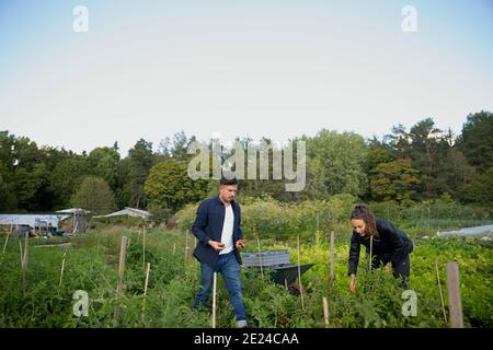 Homme et femme sur le patchwork de légumes cueillant des fruits Banque D'Images