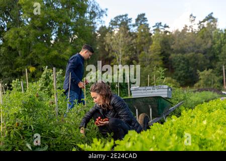 Homme et femme sur le patchwork de légumes cueillant des fruits Banque D'Images