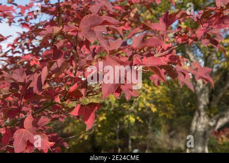 Rouge vif feuilles d'automne sur un chang's Sweet Gum Tree (Liquidambar acalycina 'Spinners') poussant dans un jardin dans le Devon rural, Angleterre, Royaume-Uni Banque D'Images