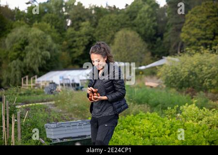 Femme sur le patchwork de légumes cueillant des fruits Banque D'Images