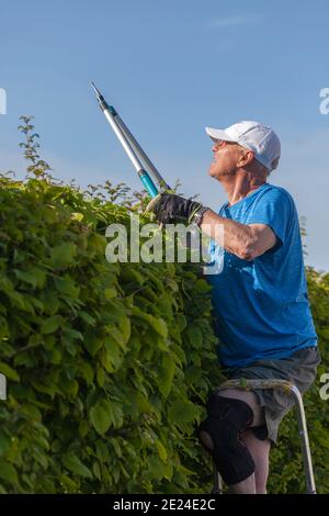 Man cutting hedge Banque D'Images