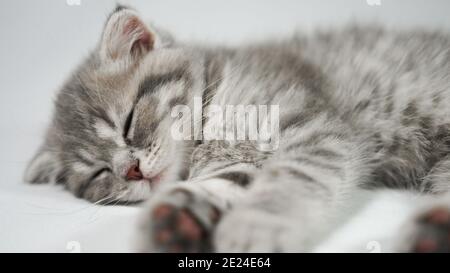 Drôle petit pli gris chaton écossais kitty dormir sur un fond blanc. Banque D'Images