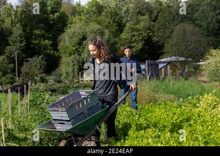 Femme poussant une brouette sur l'allotement Banque D'Images