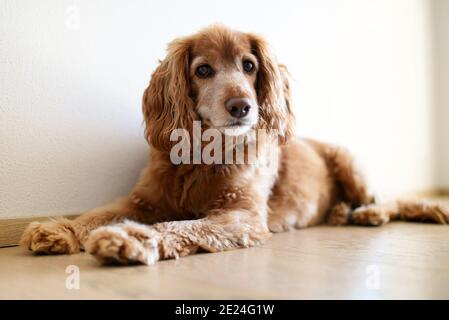 Mignon blond Cocker spaniel reposant sur le sol dans un vue sous angle lorsque le chien regarde le caméra à l'intérieur chez vous Banque D'Images