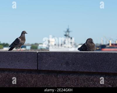 Deux colombes près du fleuve Delaware à Philadelphie. Banque D'Images