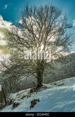 Arbre en contre-jour sur paysage enneigé. Abruzzes Lazio et Molise National Park, Abruzzes, Italie, Europe Banque D'Images