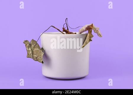 Petite plante maison de mort négligée avec des feuilles sèches suspendues dedans pot de fleurs grises sur fond violet Banque D'Images