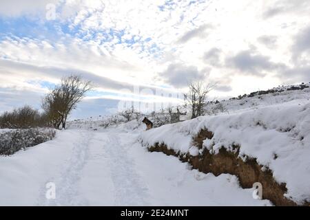 Journée enneigée avec route de campagne, terrasses et berger allemand. Scène après la tempête de neige appelée Filomena en Espagne. Janvier 2021. Banque D'Images