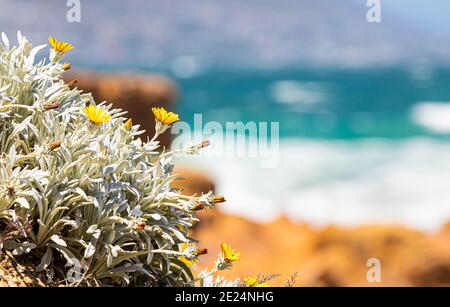 Photo sélective de magnifiques fleurs sauvages jaunes qui fleurissent sur une rive du Cap, en Afrique du Sud Banque D'Images