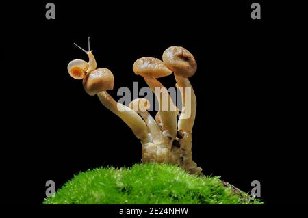 Gros plan d'un escargot sur un champignon dans la forêt, Indonésie Banque D'Images