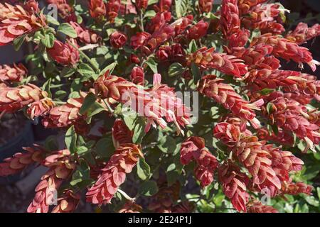 Crevette (Justicia brandegeana). Appelé plante mexicaine de crevettes et Faux hop aussi Banque D'Images