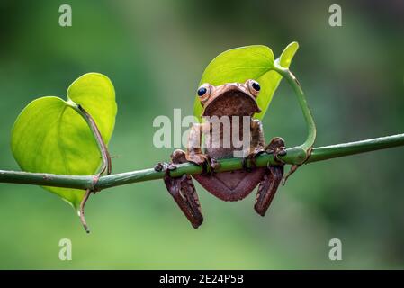 Bornéo a élevé la grenouille d'arbre sur une branche, Indonésie Banque D'Images