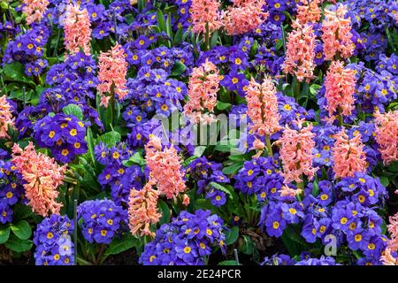 Fond de lit de fleur de printemps de jacinthes orange et bleu violet primrose plantes dans un parc public qui produisent une fleur au printemps pendant le mois Banque D'Images