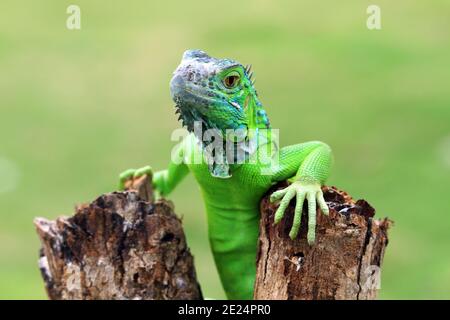 Portrait d'un iguana debout sur une branche, Indonésie Banque D'Images