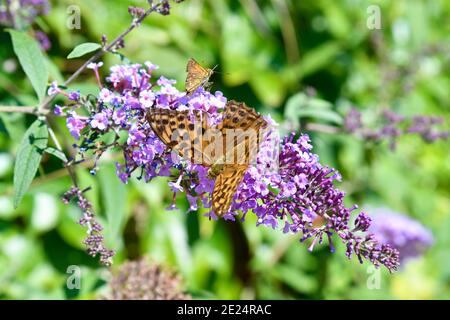 Petit papillon nacre sur plante lilas Banque D'Images