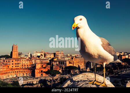 Seagull debout sur un bâtiment à Rome, Lazio, Italie Banque D'Images