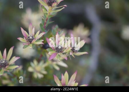 calico aster fleur tête étonnante en fleur Banque D'Images