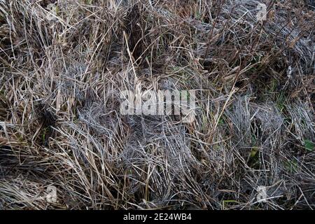 L'herbe flétrie à sec dans l'eau à la fin de l'automne, paysage de l'humeur par temps nuageux Banque D'Images