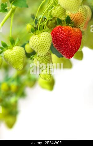 Groupe de fraises vertes avec une fraise rouge mûre contre un arrière-plan blanc Banque D'Images