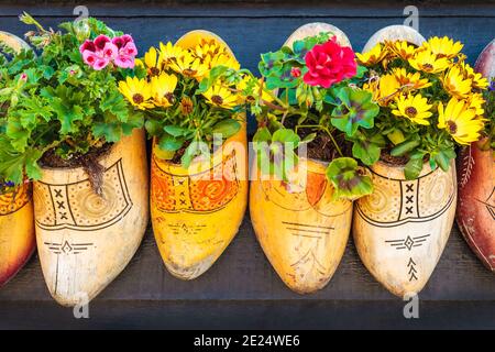 Vieux sabots en bois avec fleurs fleuries accrochées sur un noir Mur en bois aux pays-Bas Banque D'Images