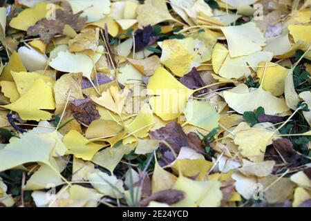 Feuillage de l'arbre de Ginkgo biloba en automne Banque D'Images