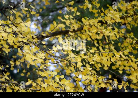 Ginkgo biloba avec des feuilles jaunes en automne dans le parc. Banque D'Images