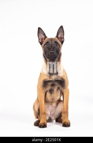 Magnifique portrait d'un chiot de race Berger belge Malinois assis sur un fond blanc. Banque D'Images