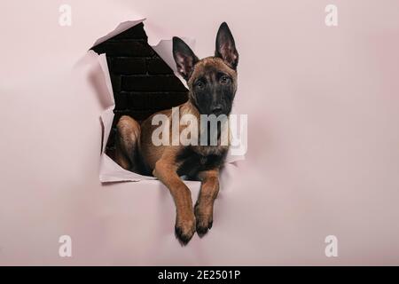 Portrait du chiot de race malinois mignon sort d'un trou dans le mur de papier. Espace libre pour le texte. Banque D'Images