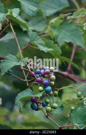 Super-réducteur (Ampelopsis heterophylla). Appelé Porcelain Berry, Amur peppervine et Wild raisin aussi. Un autre nom scientifique est Ampelopsis grandulosa var.. Banque D'Images